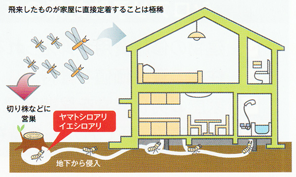 シロアリ駆除